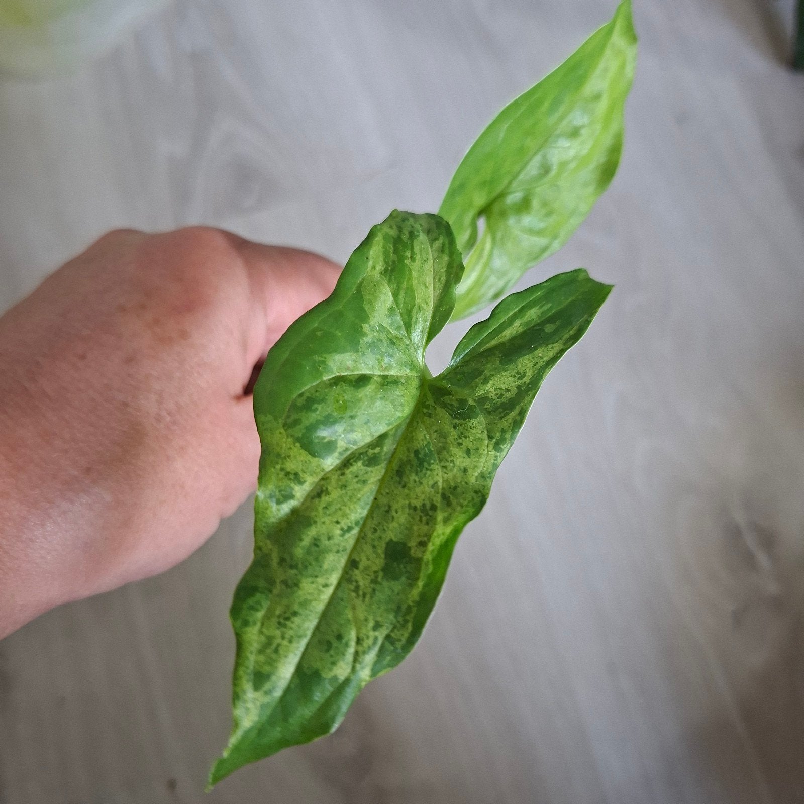 Syngonium mojito stek, Huis en Inrichting, Ophalen of Verzenden, Halfschaduw, Minder dan 100 cm