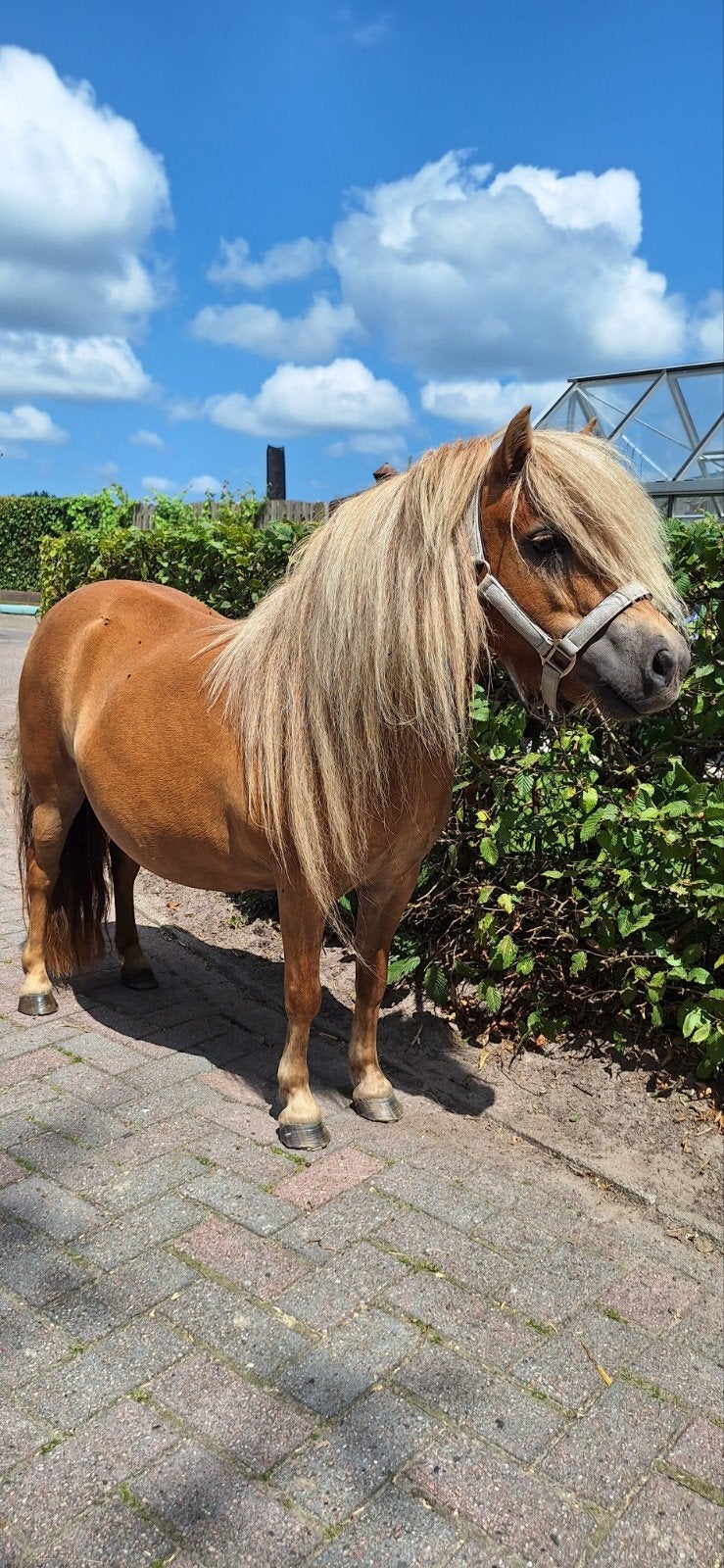Stamboek NSPS pony te koop, merrie, Dieren en Toebehoren, Pony's, Merrie, A pony (tot 1.17m), Met stamboom, 3 tot 6 jaar