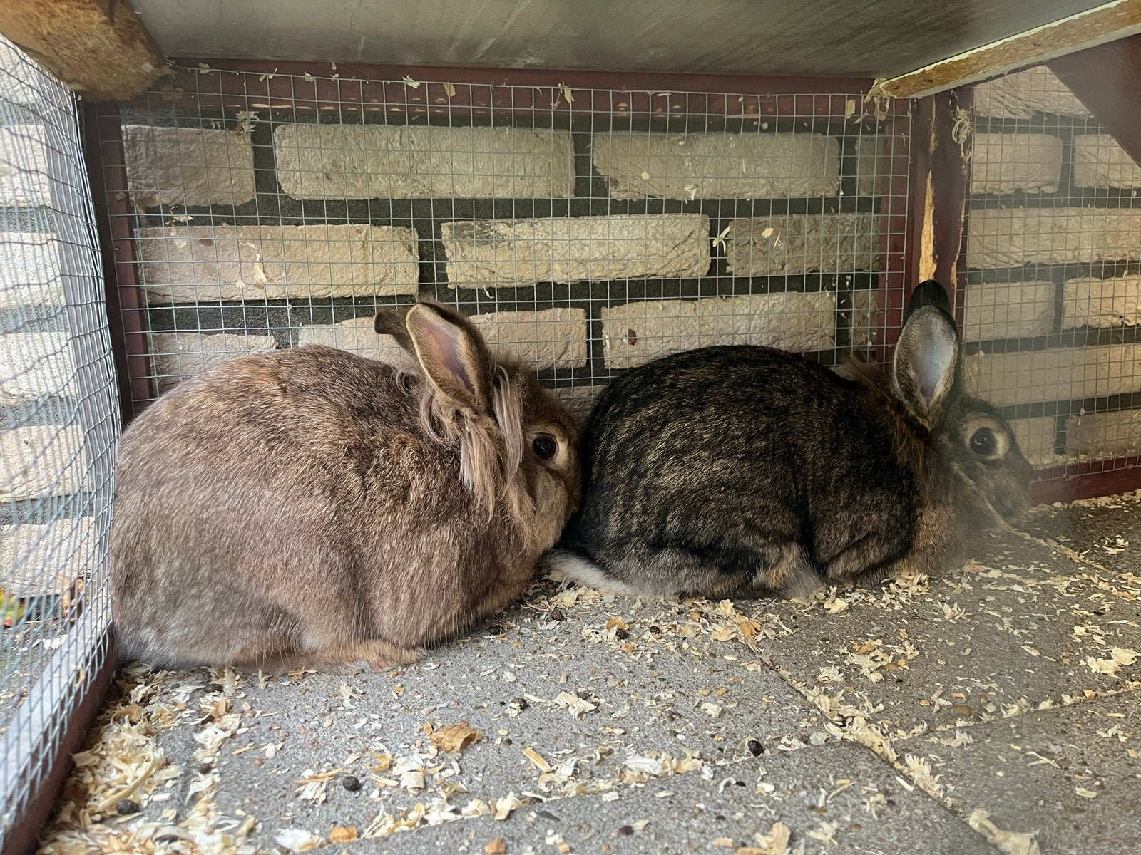 2 leeuwenkop konijnen, Dieren en Toebehoren, Meerdere dieren, Middelgroot, 0 tot 2 jaar