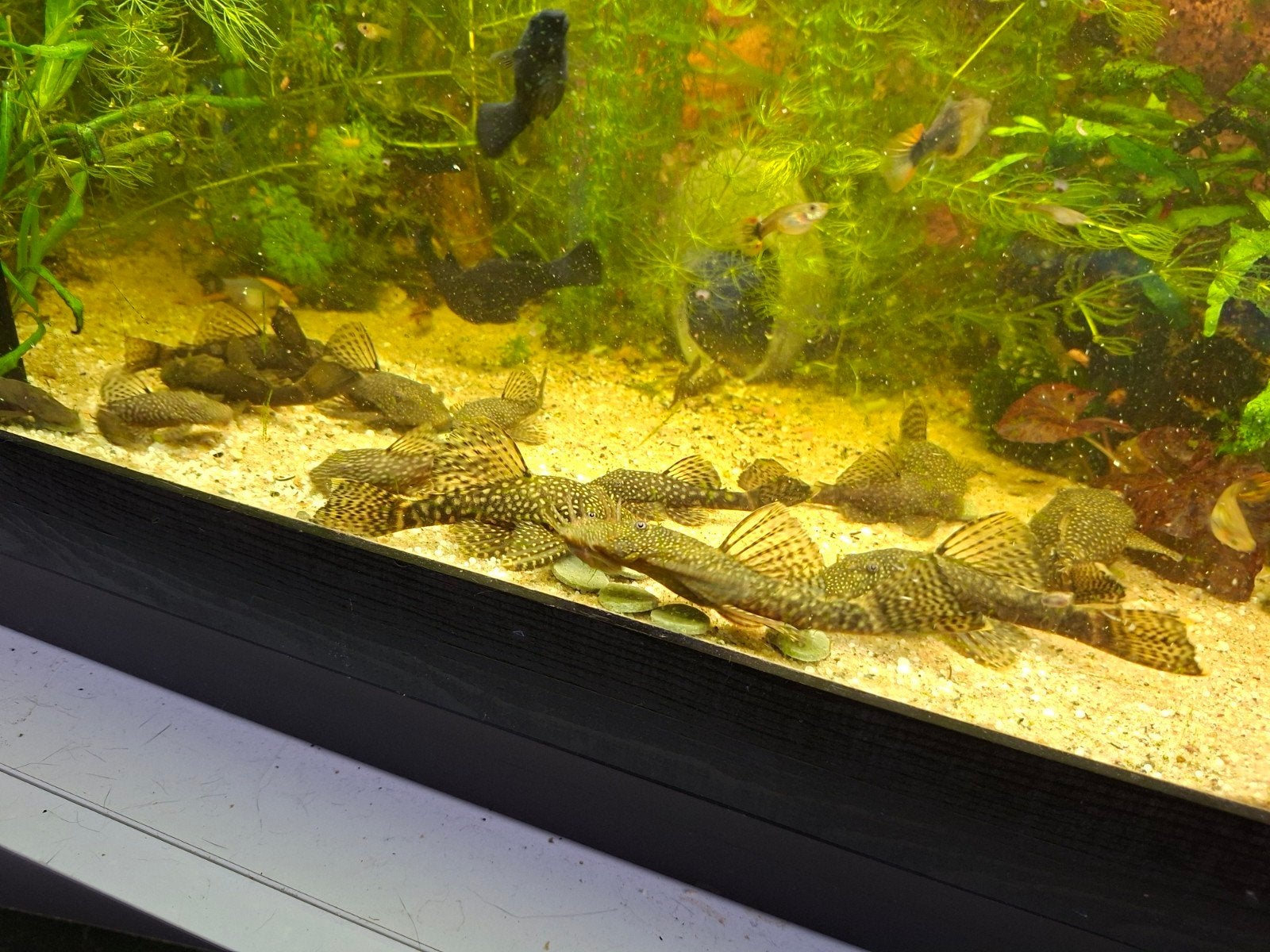 Ancistrus (Borstelneus algeneters), Vis