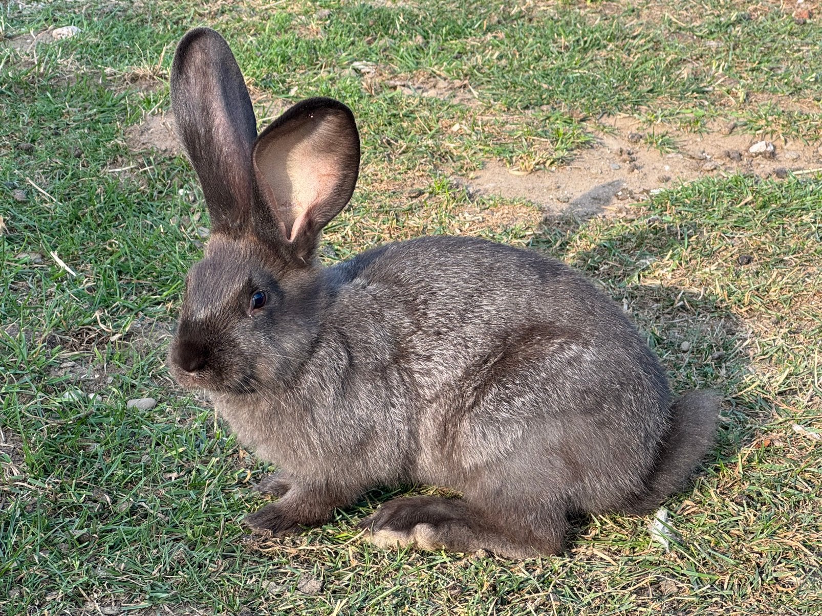 Duitse reus rammetjes gevaccineerd, Dieren en Toebehoren, Konijnen, Mannelijk, Groot