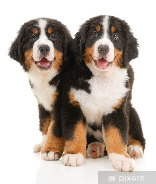 Op honden passen - hondenoppas, Ophalen of Verzenden, Nieuw