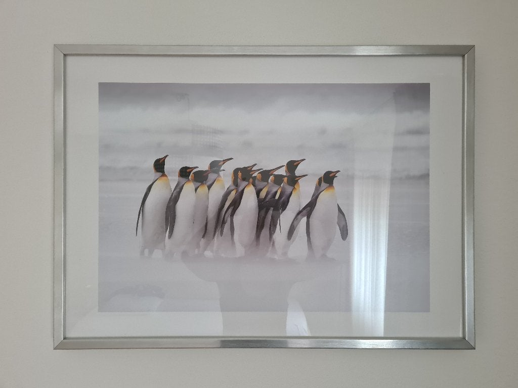 Schilderij pinguïns 72x52, Ophalen, Achter glas, Dieren