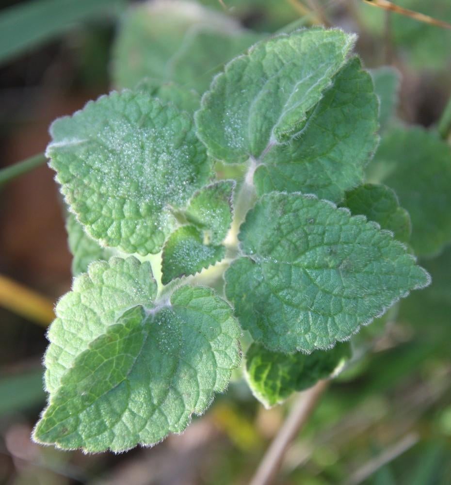 Mentha X rotundifolia – Appelmunt, Bio, Tuin en Terras, Planten | Tuinplanten, Volle zon, Vaste plant, Ophalen of Verzenden, Kruiden
