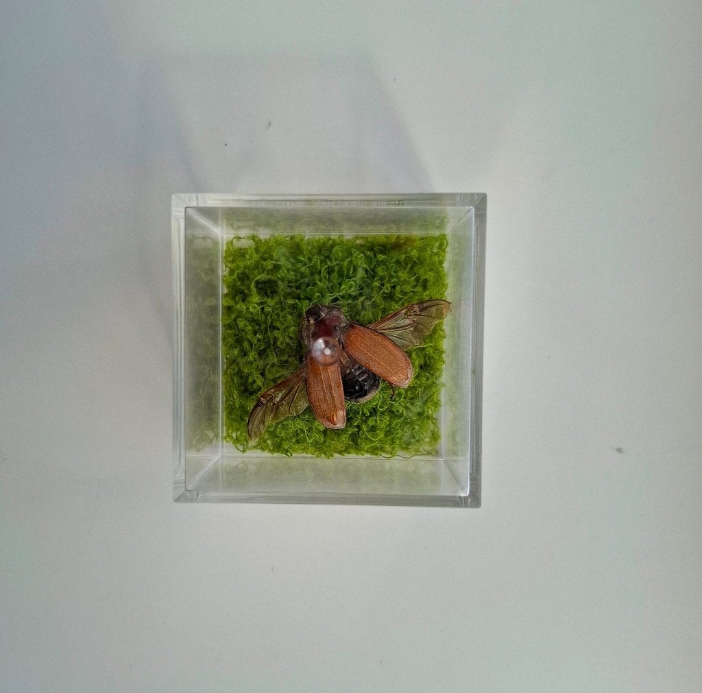 Meikever Display, Ophalen of Verzenden, Nieuw, Insect, Opgezet dier