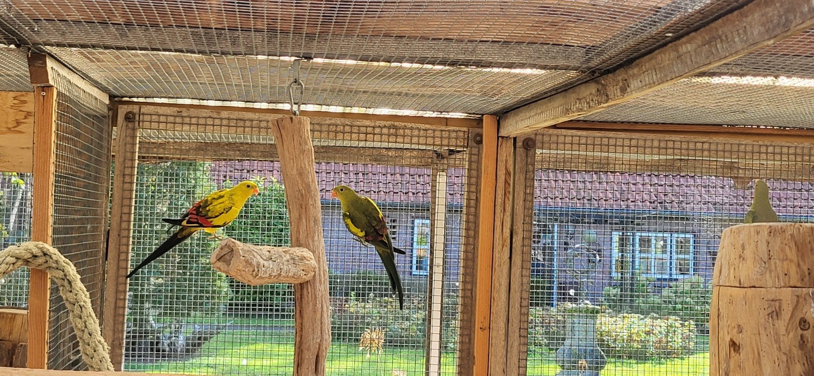 Diverse parkieten te koop. Zie beschrijving, Meerdere dieren, Parkiet, Geringd