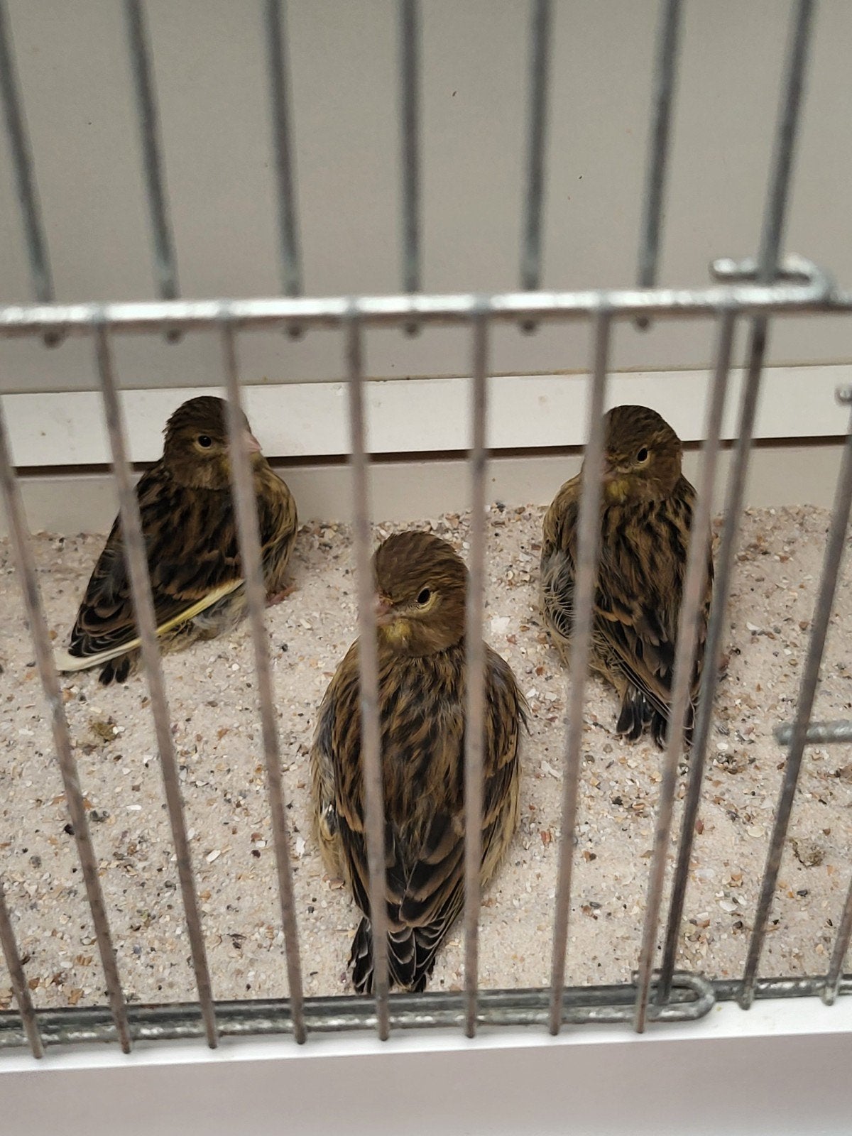 Kanaries jonge donkere, Meerdere dieren, Kleurkanarie