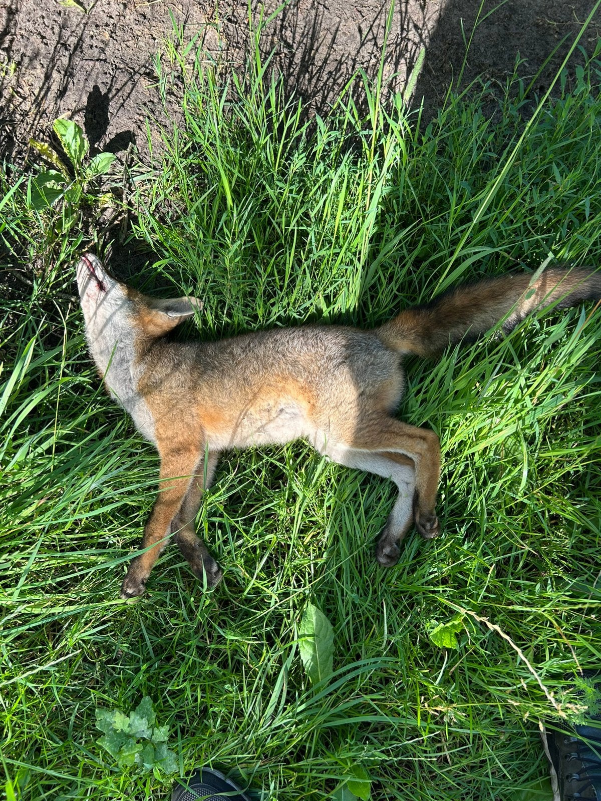 Vos om te preparen (taxidermie), Ophalen of Verzenden, Opgezet dier