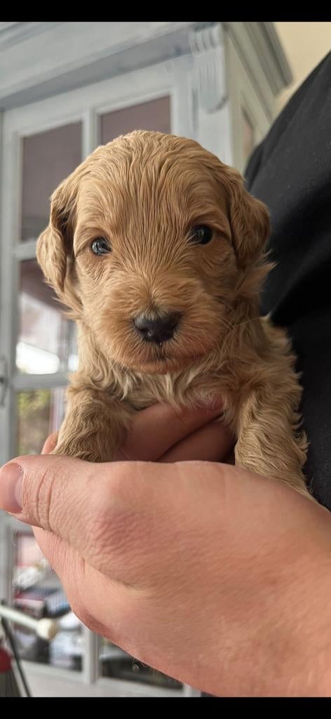 Labradoodle pups medium, Overige rassen, 8 tot 15 weken, Meerdere, Meerdere dieren