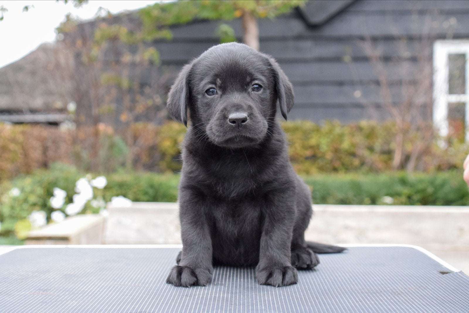 Prachtige Labrador retriever pups met stamboom, 8 tot 15 weken, Labrador retriever, Meerdere, Meerdere dieren