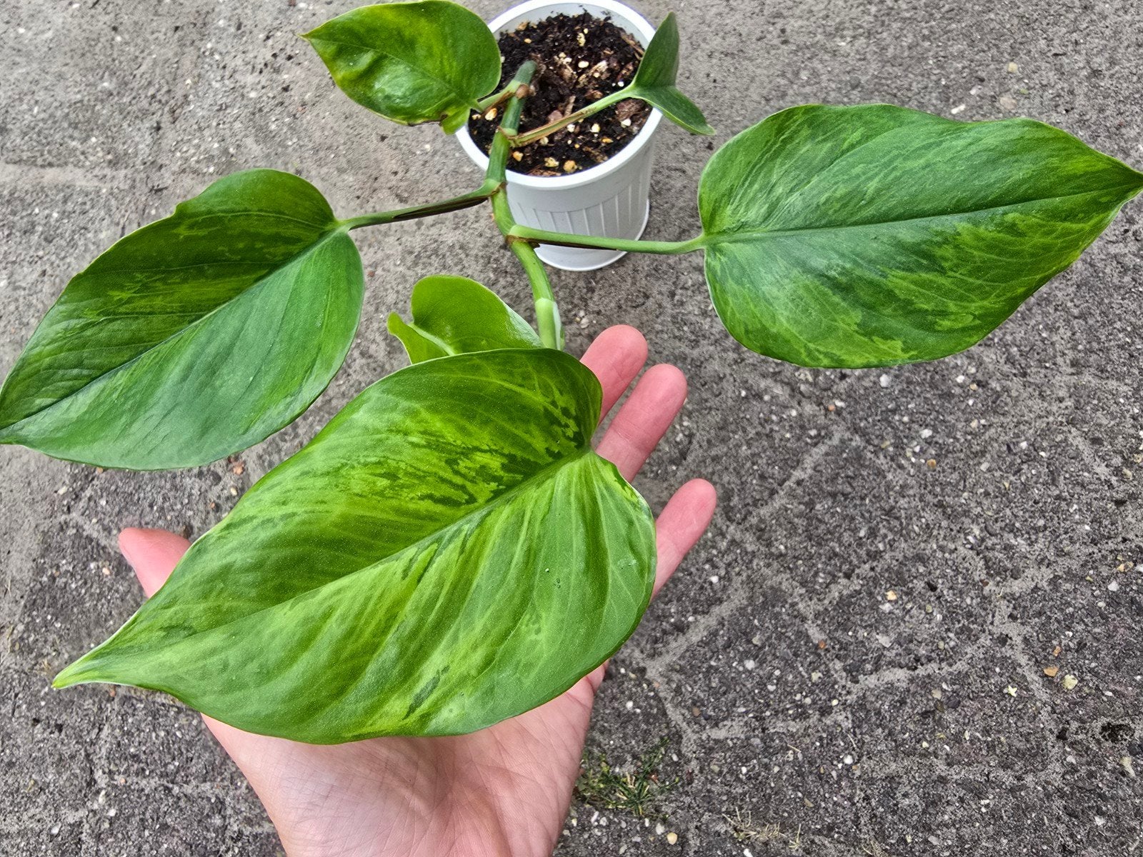 epipremnum green global, Ophalen, Volle zon, Minder dan 100 cm