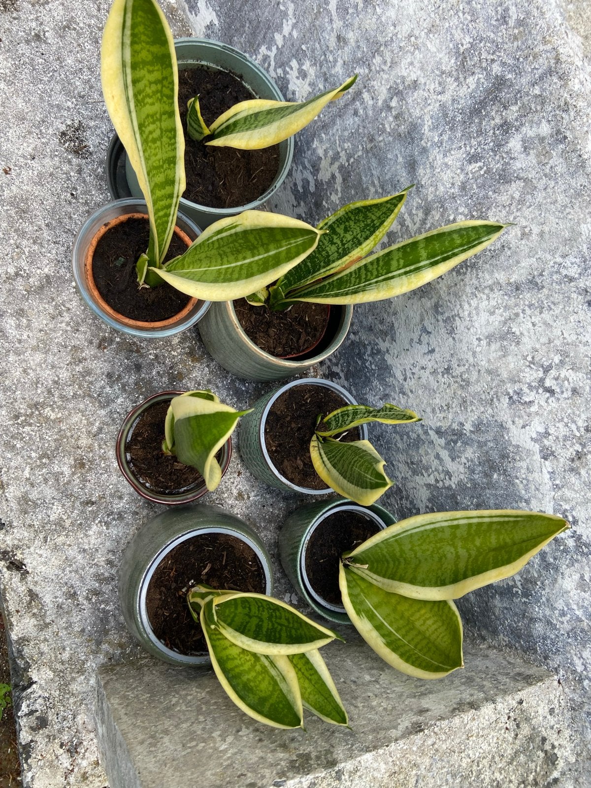Sansevieria Trifasciata Laurentii - Vrouwentong plantjes, Vetplant, In pot, Minder dan 100 cm, Groene kamerplant