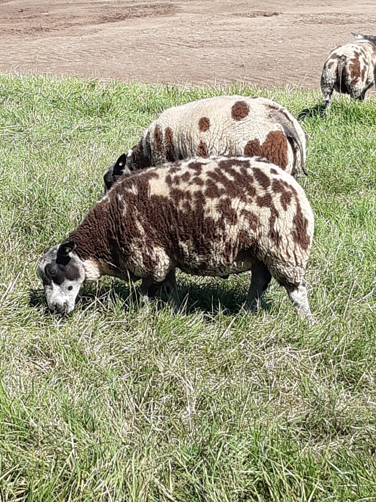 Mooie bonte dekrammen, Dieren en Toebehoren, Schapen, Geiten en Varkens, Mannelijk, Schaap, 0 tot 2 jaar