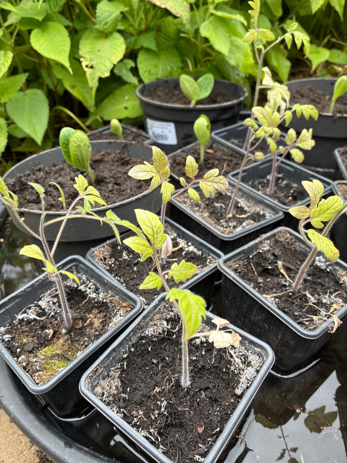 Jonge Tomatenplantjes - Kweek je eigen verse tomaten!, Tuin en Terras, Planten | Tuinplanten, Ophalen, Volle zon, Eenjarig, Zomer