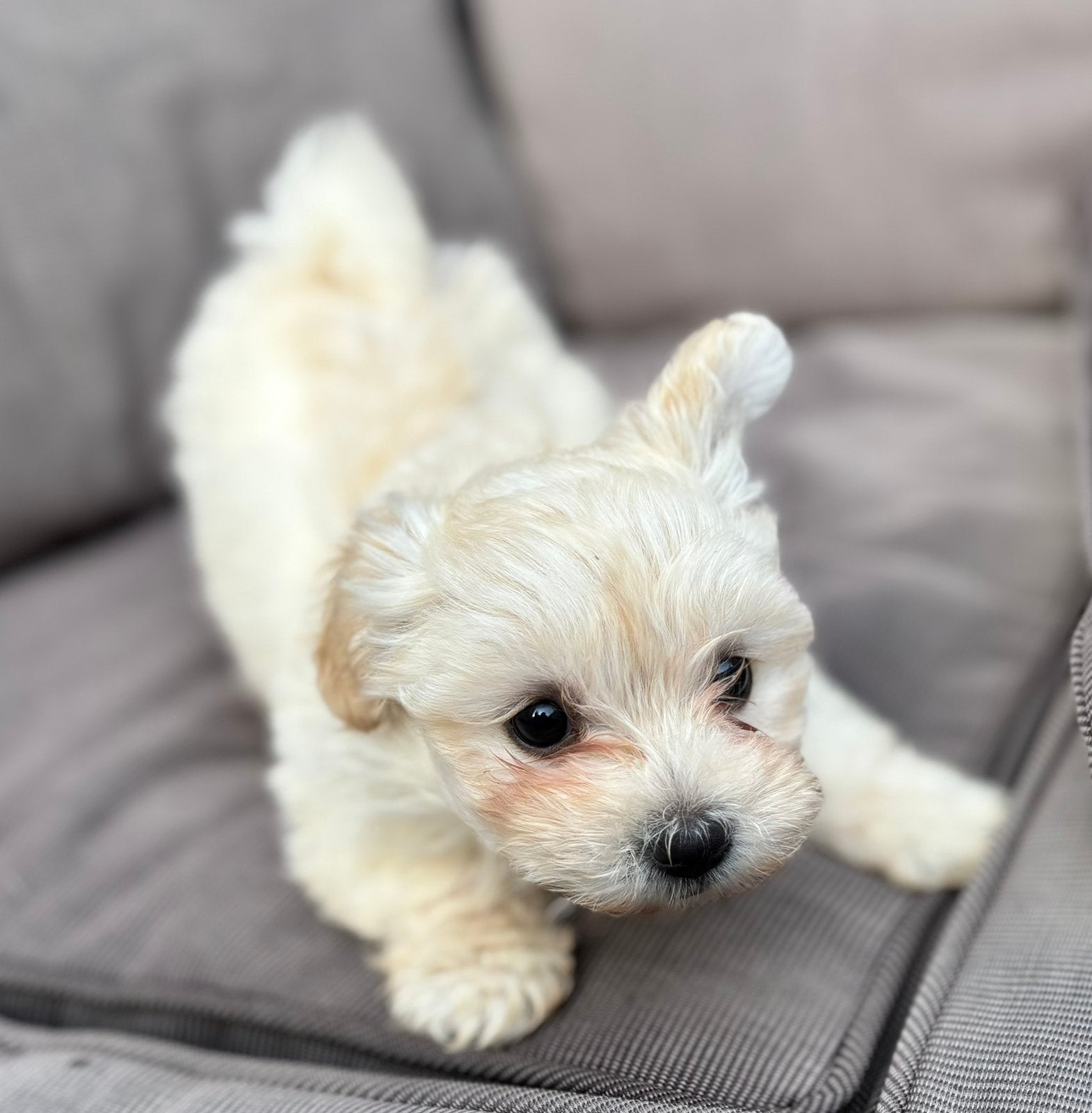 Maltipoo pup, Parvo, Overige rassen, 8 tot 15 weken, Teef