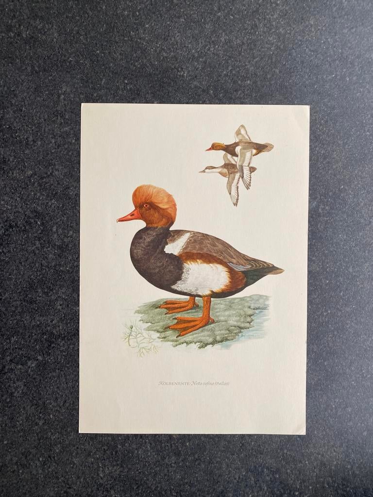 Vele prenten vogels 16,5x24 cm pst 1,25 oa waterral, Ophalen of Verzenden, Natuur en Biologie