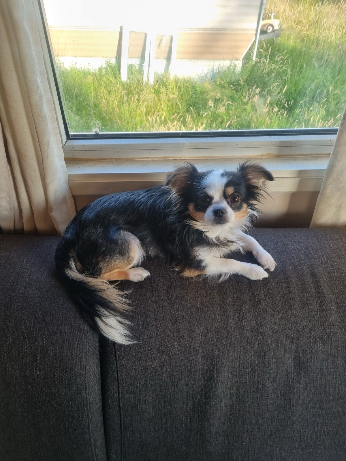 Dekreu aangeboden – 100% Chihuahua, Dieren en Toebehoren, Honden | Dekreuen, Reu, 1 tot 2 jaar, Parvo, Eén hond