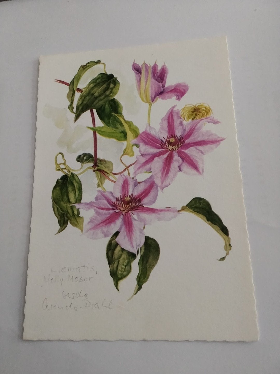 GERDA ARENDS PRAHL  - Clematis Nelly Moser - Bloemen, Ophalen of Verzenden