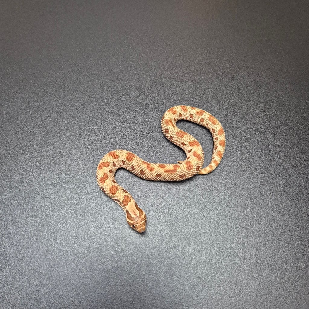 nasicus conda het toxic, Slang, Tam, 0 tot 2 jaar