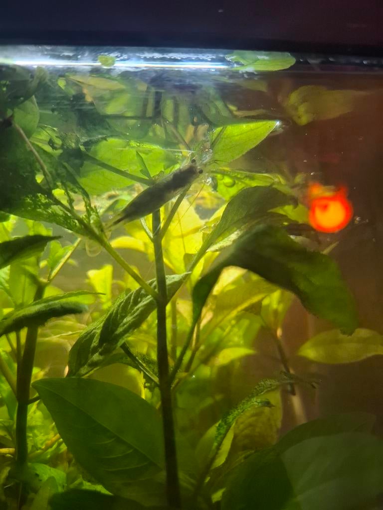 Aquarium garnaal, groot/zwanger, Dieren en Toebehoren, Ophalen of Verzenden, Nieuw, Grind, Zand of Voedingsbodem