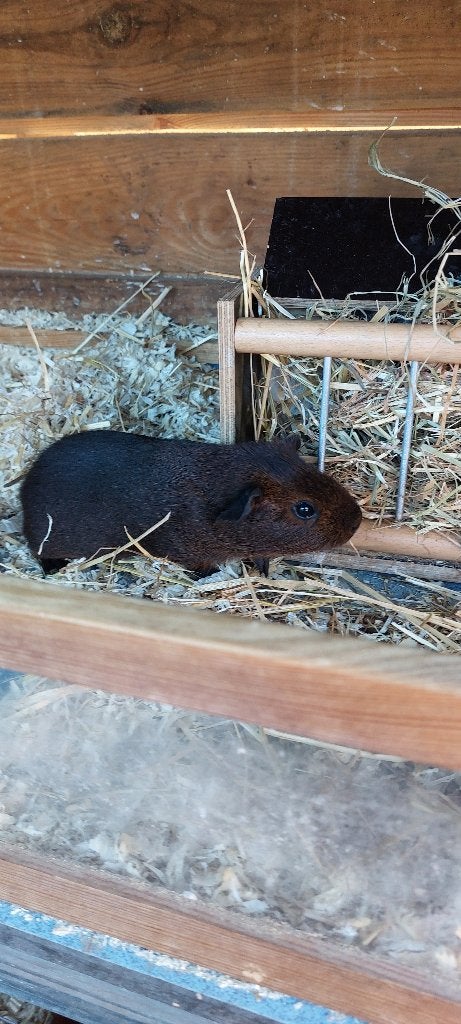 Cavia zeugje goud agouti, Dieren en Toebehoren, Knaagdieren, Cavia, Juli, Vrouwelijk, Tam