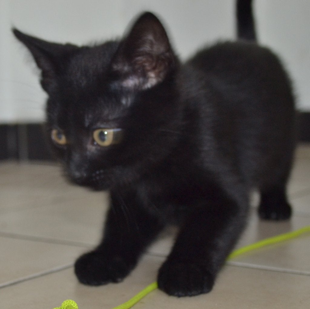 Superlieve kittens voor 30 euro kunt u er een ophalen!, Meerdere dieren, Kortharig, 0 tot 2 jaar