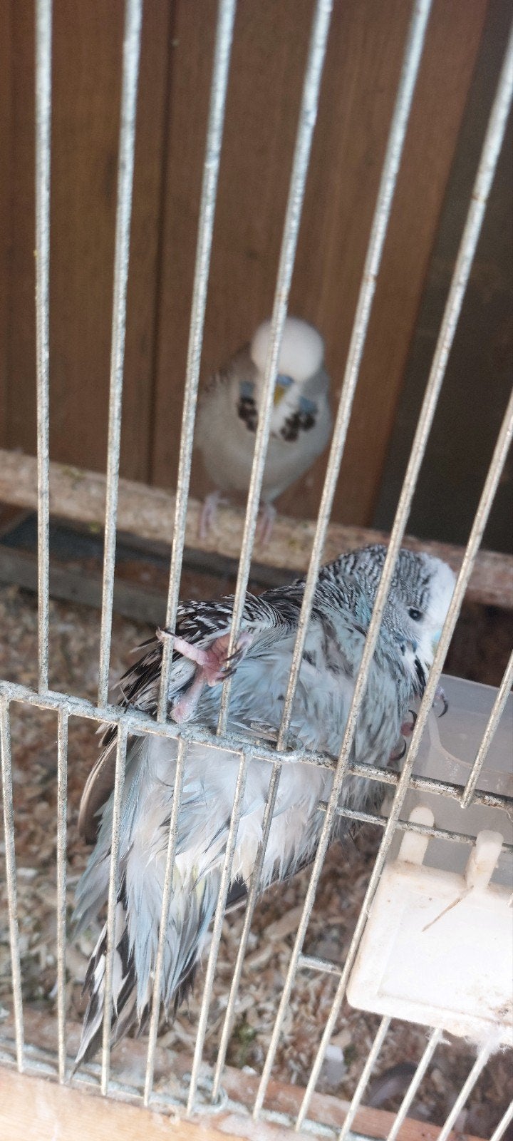 ENGELSE PARKIETEN KOPPEL TE KOOP, Meerdere dieren, Parkiet