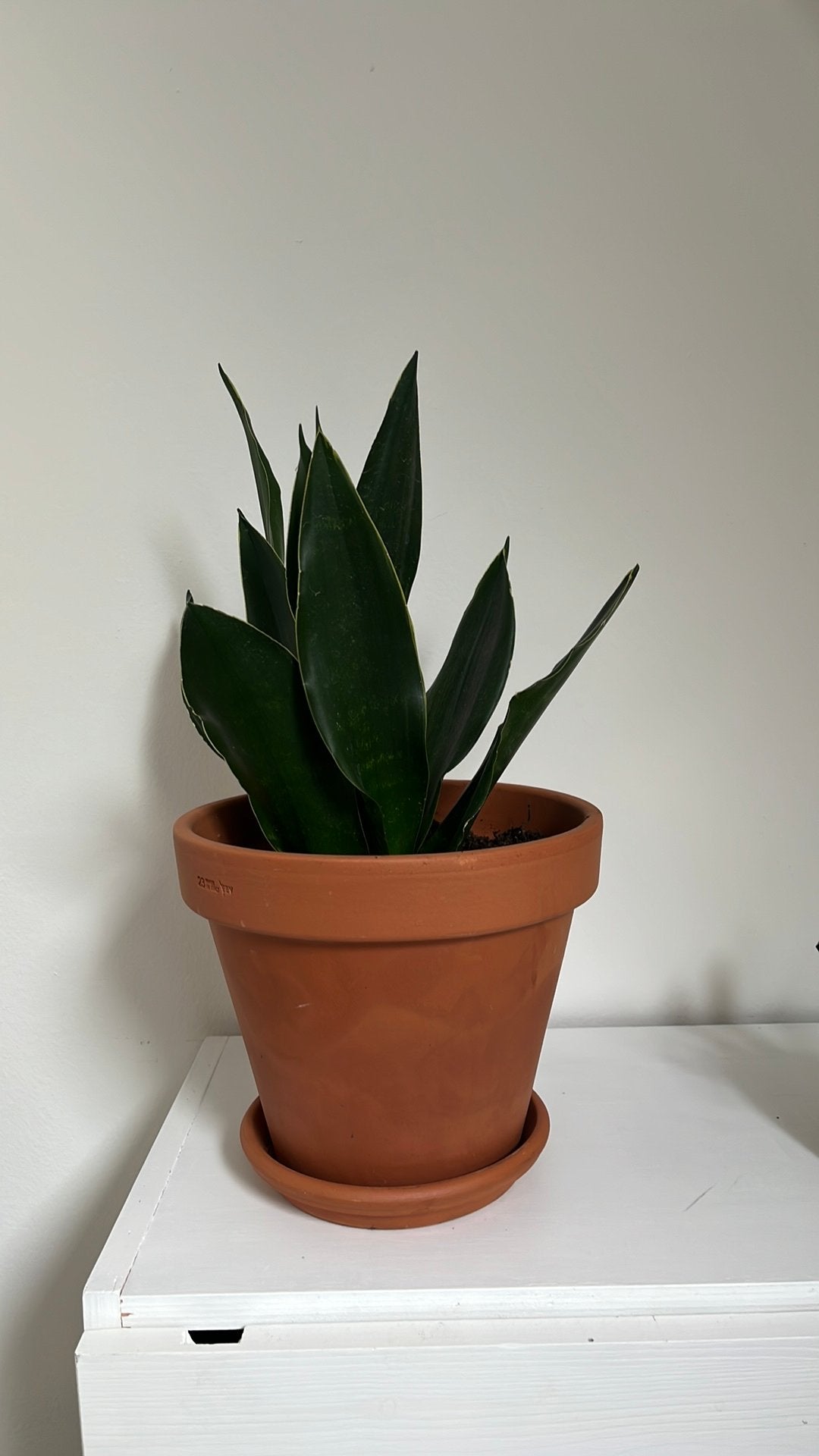 Sansevieria trifasciata slangenplant in Dille & Kamille pot, Ophalen, Halfschaduw, Minder dan 100 cm