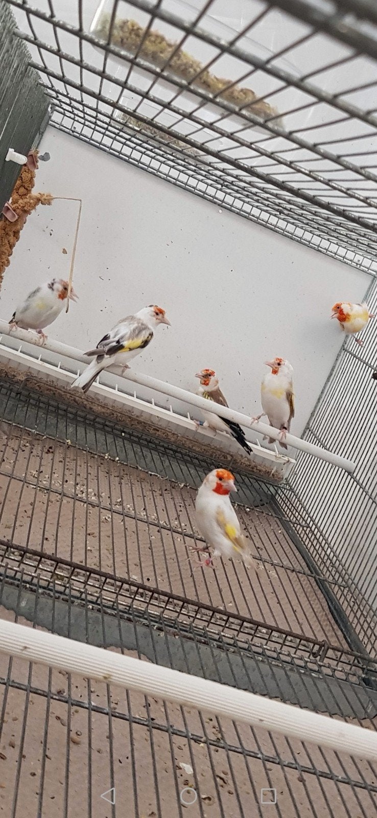 Putters Major, Dieren en Toebehoren, Vogels | Kanaries, Vrouwelijk, Bastaard