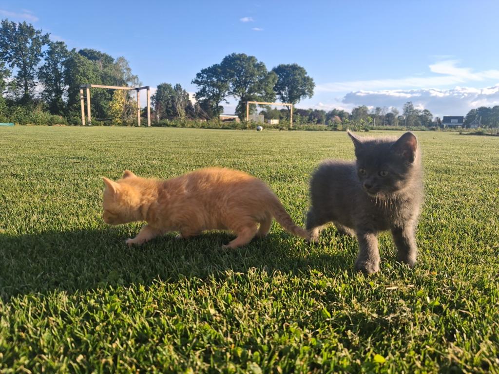 2 lieve sociale kittens, Dieren en Toebehoren, Katten en Kittens | Raskatten | Korthaar, Meerdere dieren