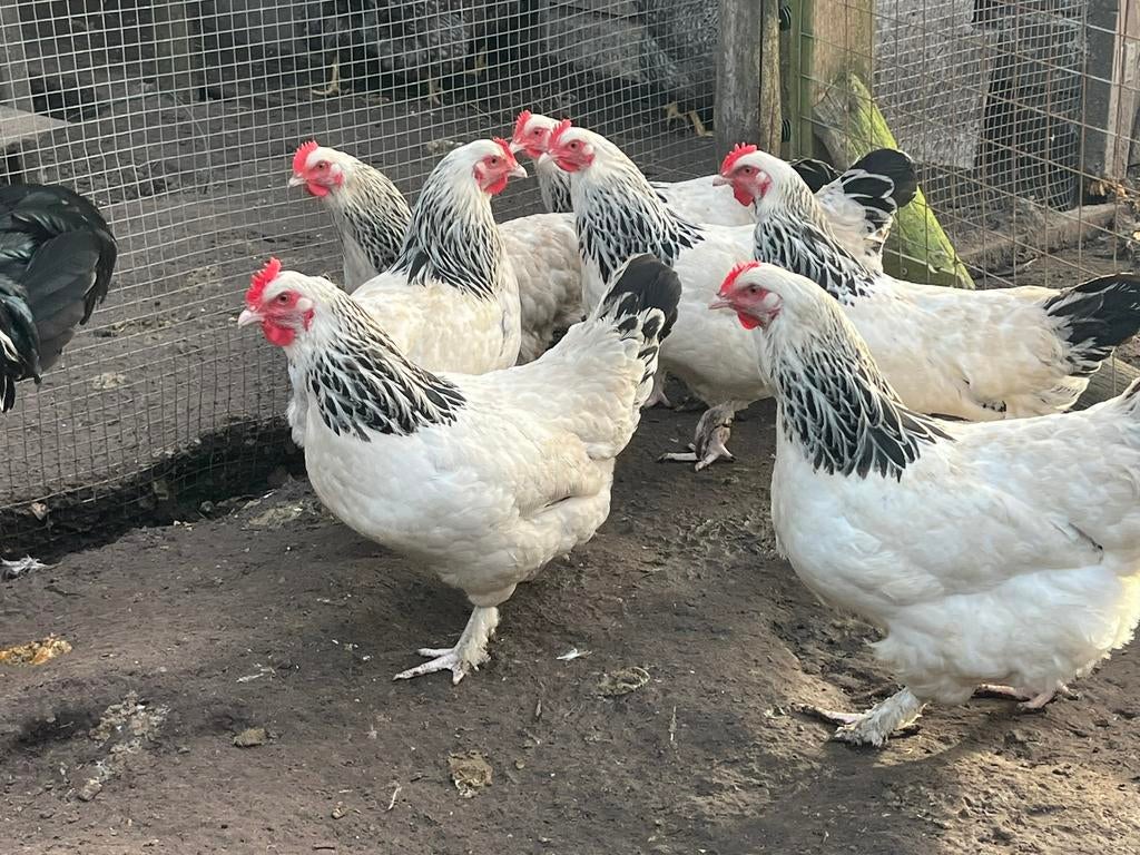 Sundheimer kippen, 6 hennen en een haan, Dieren en Toebehoren, Pluimvee, Meerdere dieren, Kip