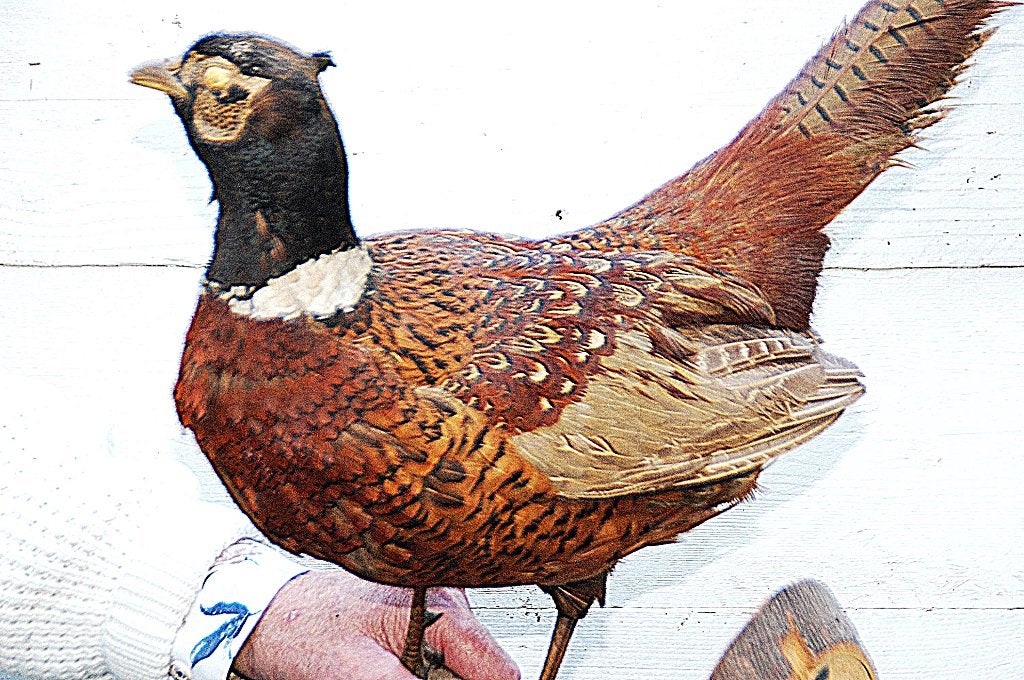 opgezette dieren, Verzamelen, Dierenverzamelingen, Ophalen of Verzenden, Zo goed als nieuw, Wild dier, Opgezet dier