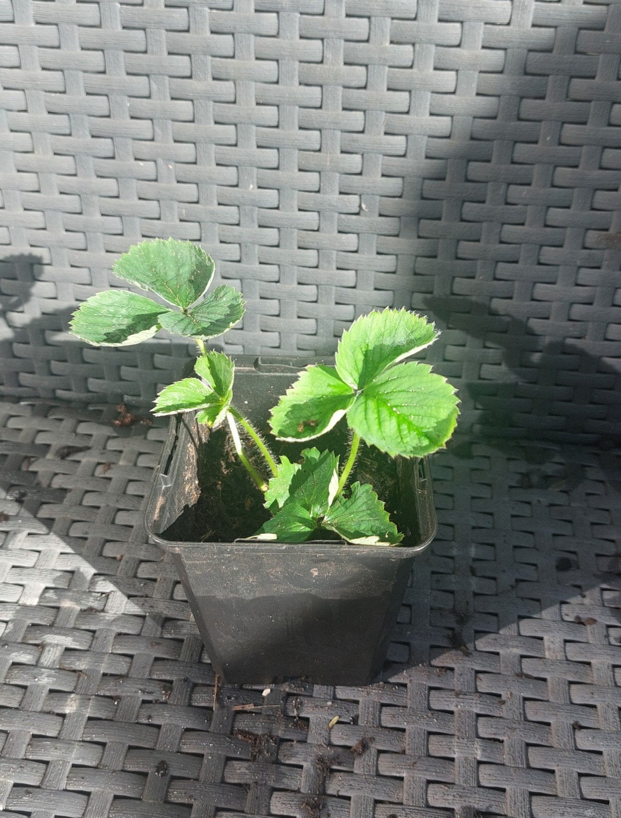 Biologiche Summer Breeze aardbei stek, Ophalen, Volle zon, Vaste plant, Zomer