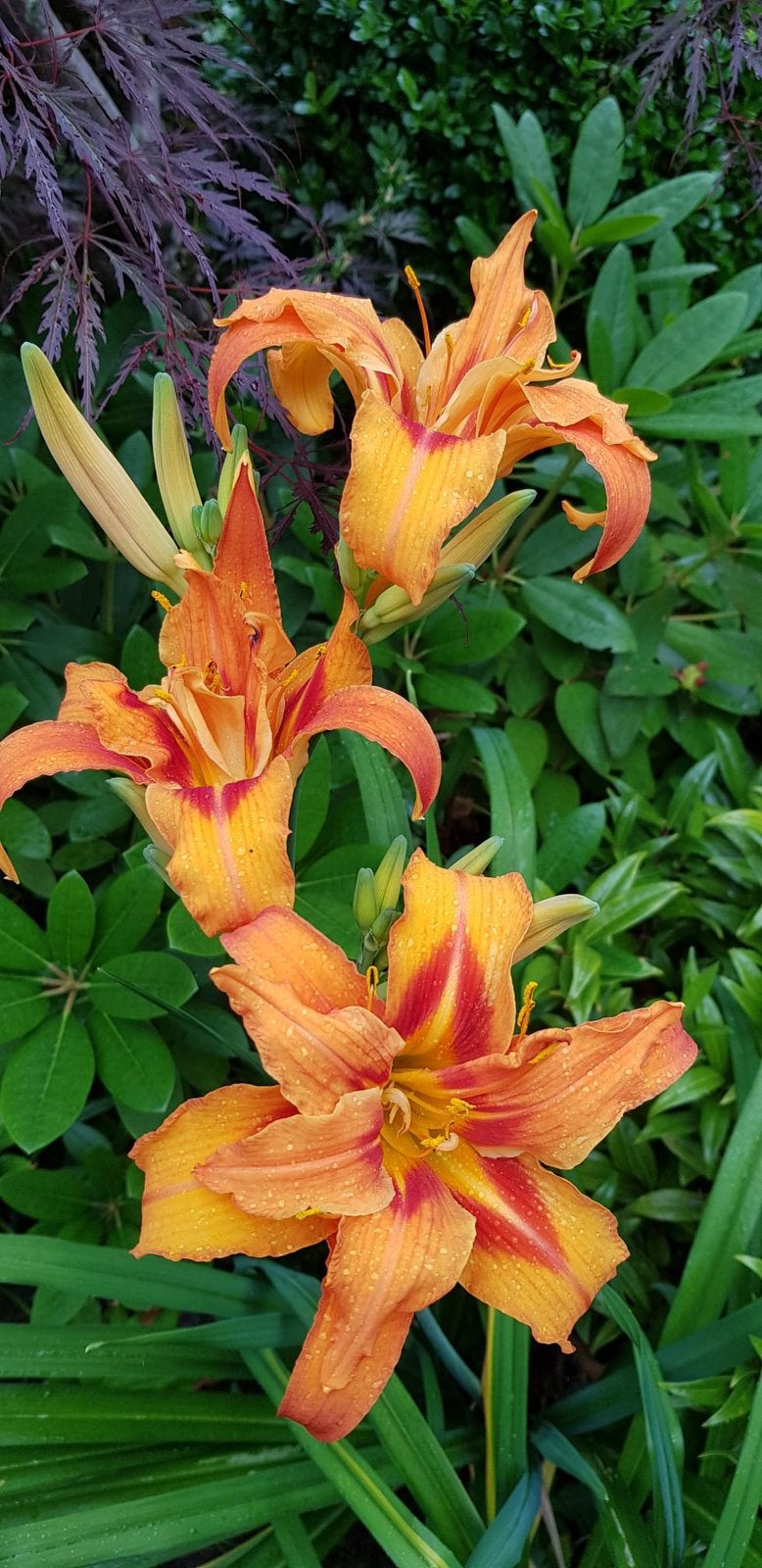 Oranje Hemerocallis - Biologisch uit eigen tuin, Tuin en Terras, Planten | Tuinplanten, Ophalen, Overige soorten, Volle zon