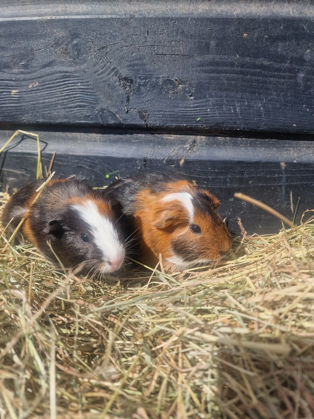 3 jonge cavia beertjes te koop, Dieren en Toebehoren, Cavia, Juni, Mannelijk, Tam