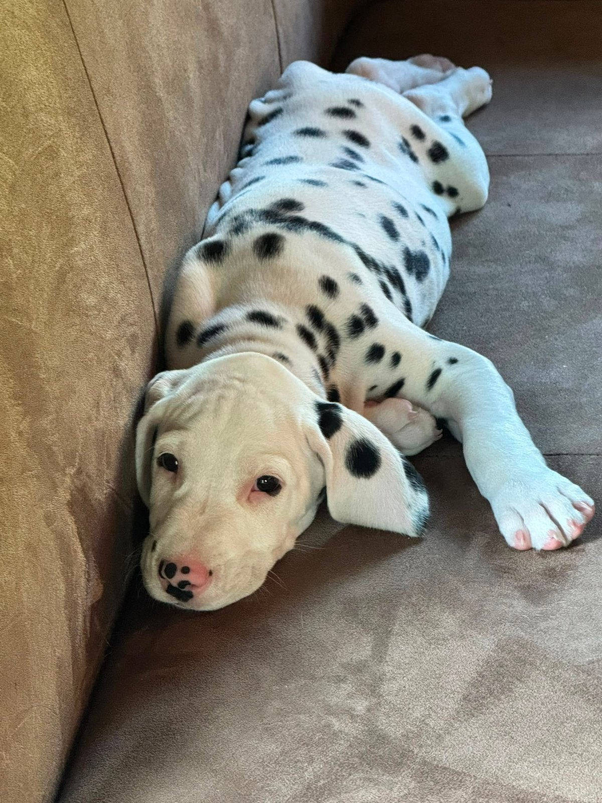 Dalmatier pups uit een goed nest ! puppy pup dalmatiers, Dieren en Toebehoren, Overige rassen, 8 tot 15 weken, Meerdere, Meerdere dieren