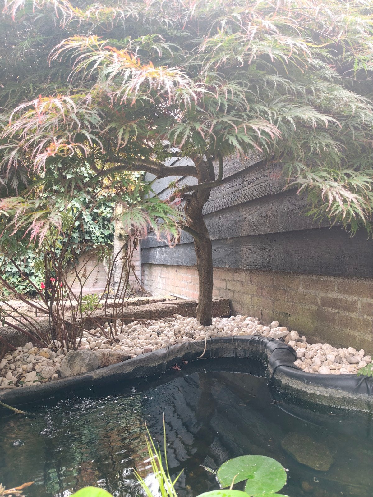 Japanse Esdoorn Acer palmatum circa 200 cm, Ophalen, Overige soorten