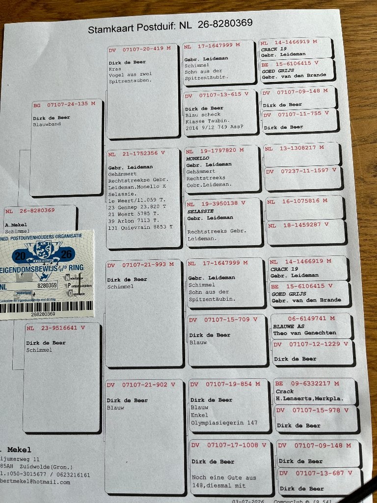 postduiven, Meerdere dieren, Postduif