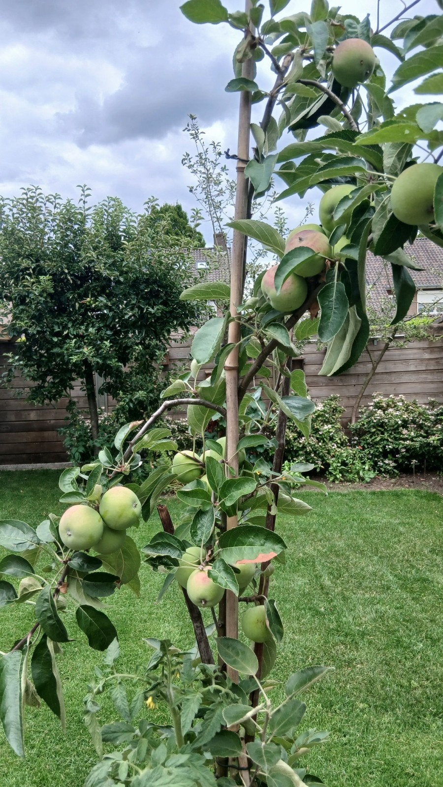 Appelboom in bloembak, Ophalen