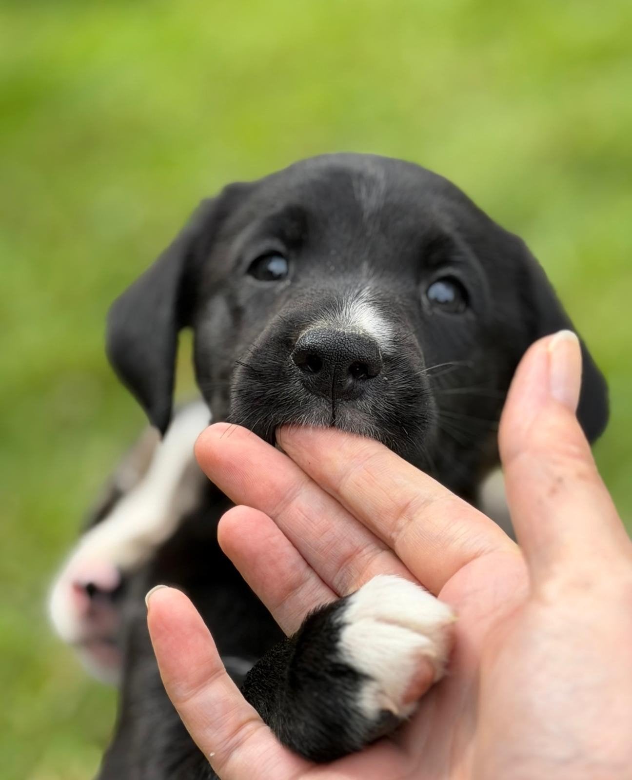 Prachtige Labrador/ Border collie pups, Parvo, 8 tot 15 weken, Labrador retriever, Meerdere