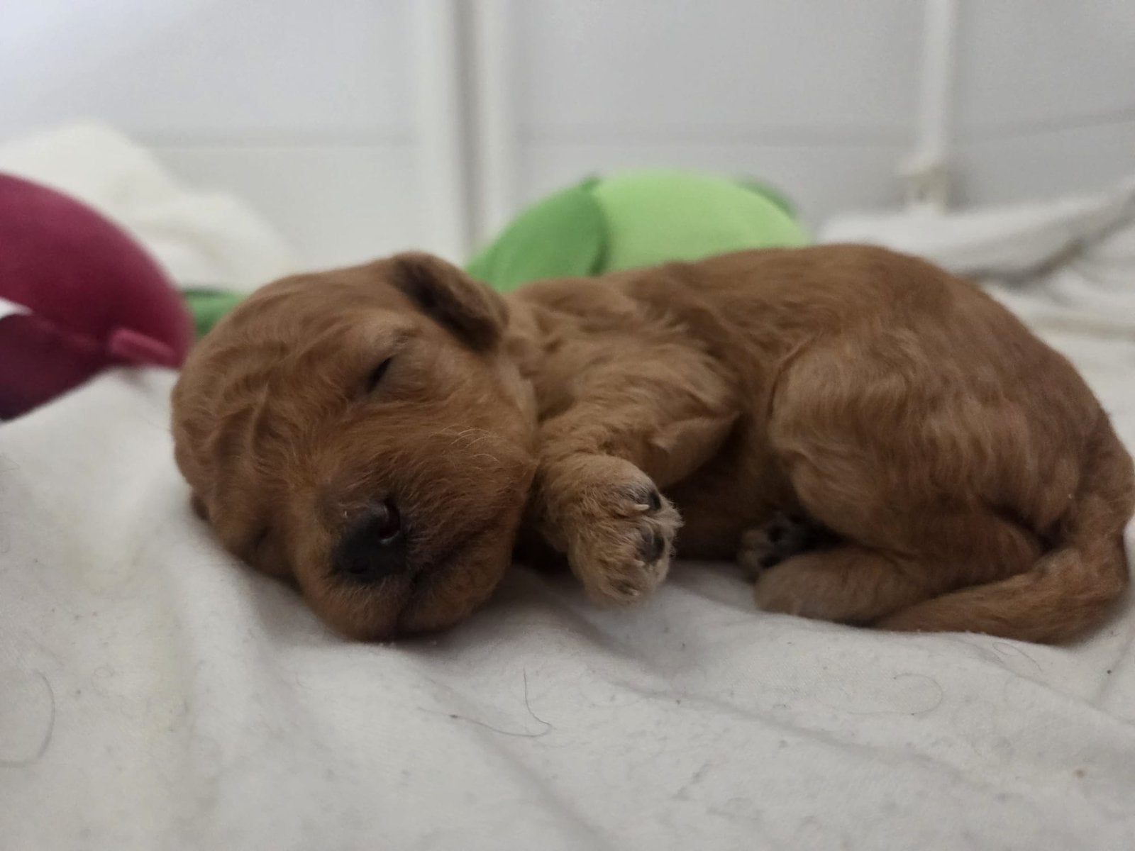 3 Prachtige Lieve en Knappe  blijvende Mini Toypoedels pups!, Dieren en Toebehoren, Honden | Niet-rashonden, Reu, 8 tot 15 weken