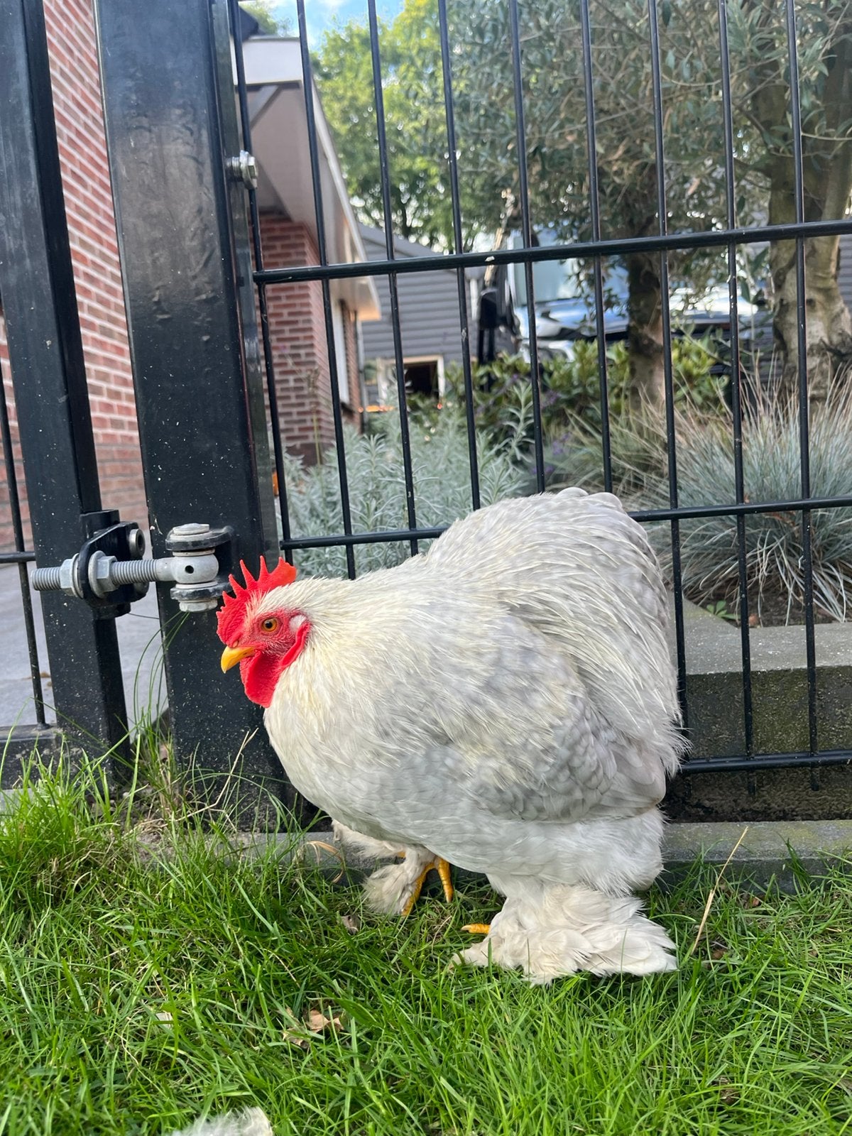 Cochin kriel haan, Dieren en Toebehoren, Mannelijk, Kip
