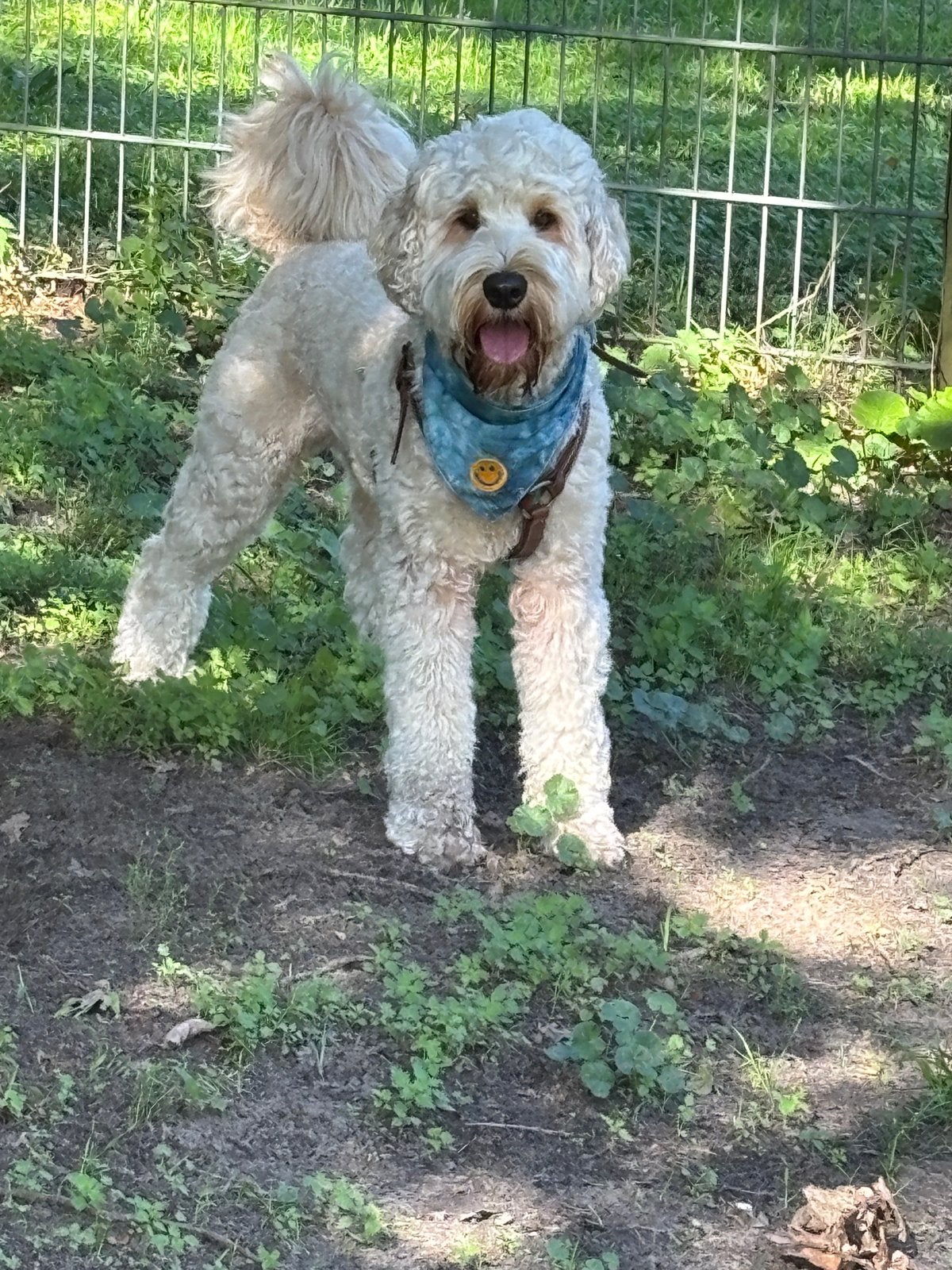 Gezocht oppas voor  2 jarig labradoodle reutje, Particuliere oppas