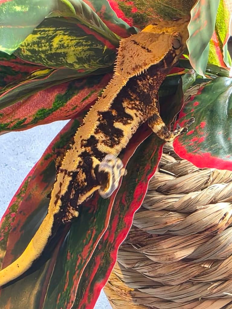 Tricolor lilly white man, Dieren en Toebehoren, Reptielen en Amfibieën, Hagedis, 0 tot 2 jaar
