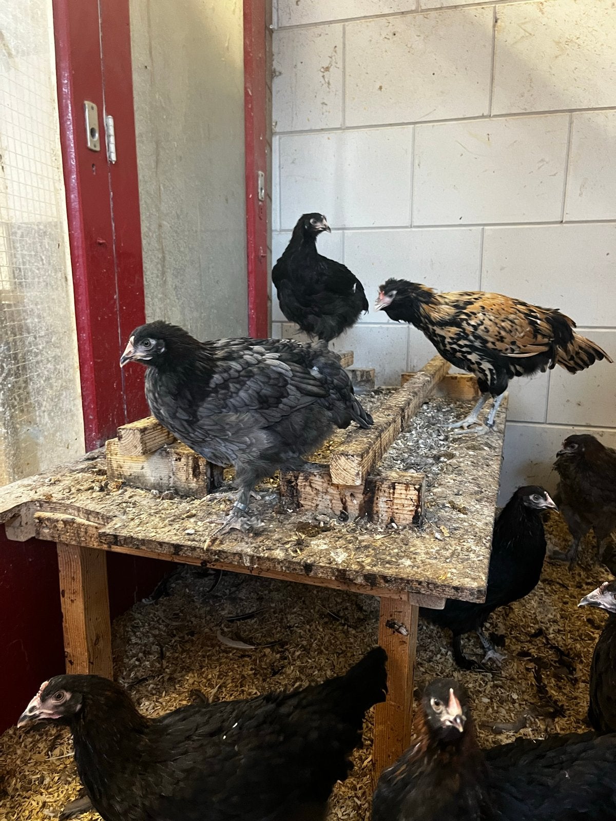 Marans hennen jong 15 weken, Dieren en Toebehoren, Pluimvee, Vrouwelijk, Kip