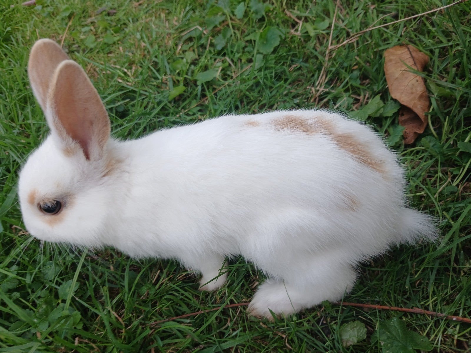 super lief konijntje️️, Dieren en Toebehoren, Ophalen, Nieuw