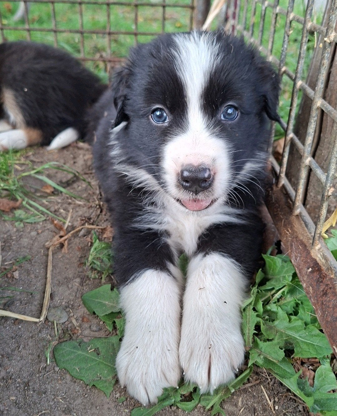 Australian shepherd kruising bordercollie pups te koop, Dieren en Toebehoren, Honden | Herdershonden en Veedrijvers, 8 tot 15 weken