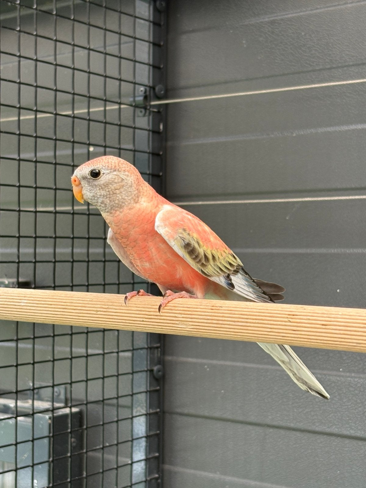 Bourke parkiet, Dieren en Toebehoren, Vogels | Parkieten en Papegaaien, Vrouwelijk, Parkiet, Geringd