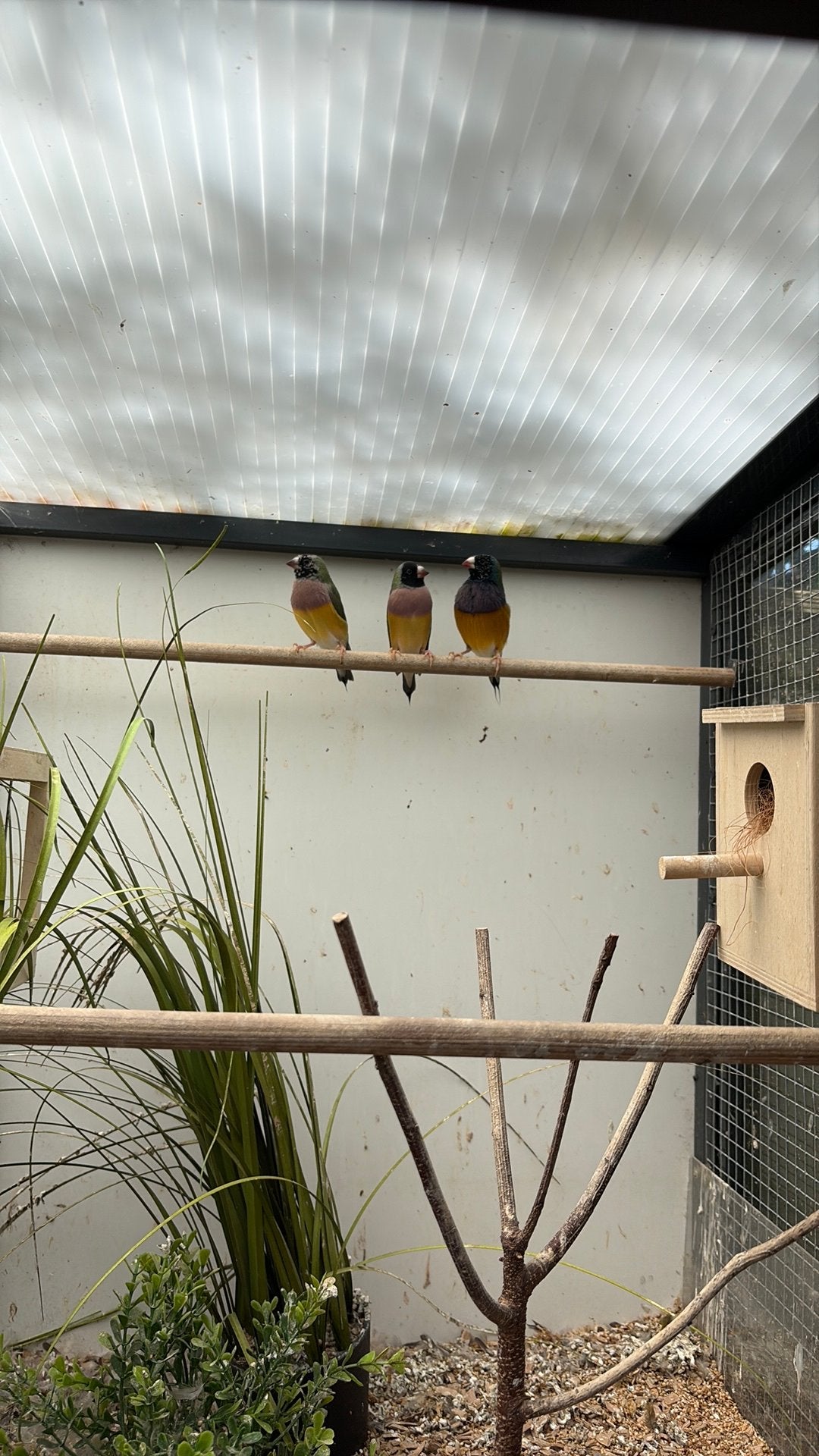 Gould amedine, Dieren en Toebehoren, Meerdere dieren