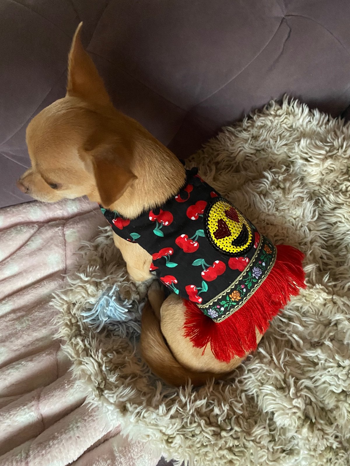 Harnasje jasje kers chihuahua, Dieren en Toebehoren, Ophalen of Verzenden, Nieuw, S
